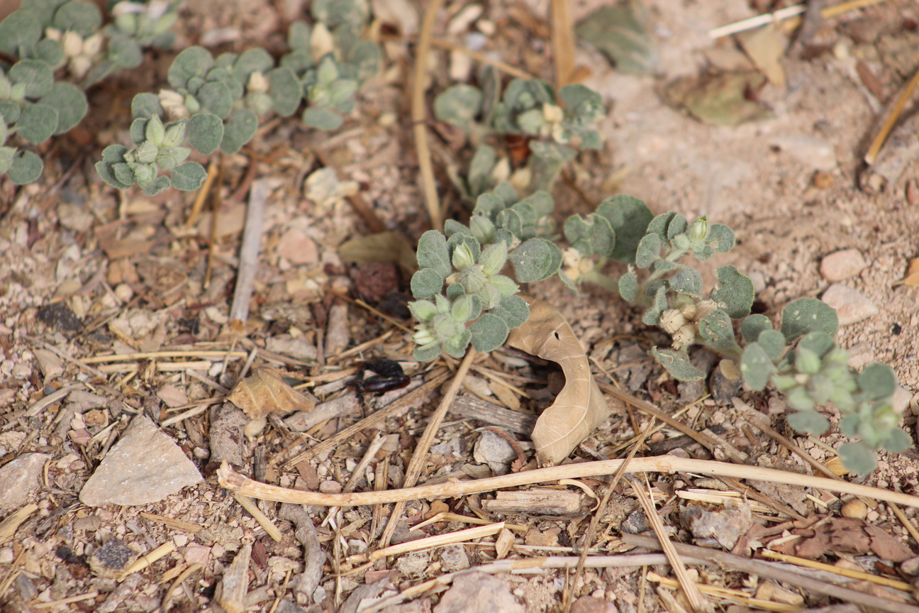 Plant Image